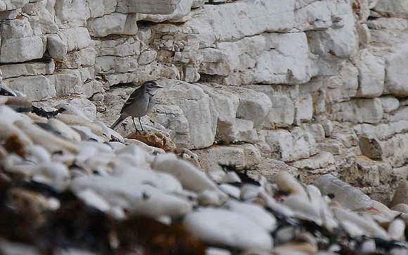 Citrine Wagtail