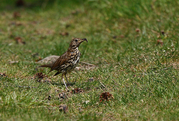Song Thrush