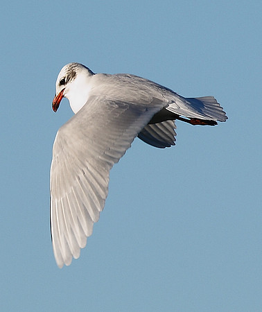 Mediterranean Gull
