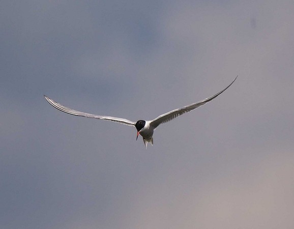 Common Tern
