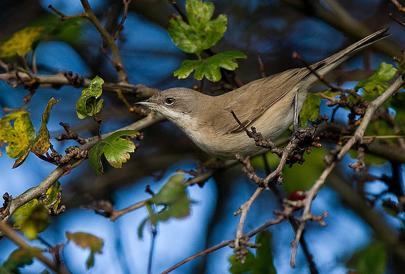 Siberian Lesser Whitethroat
