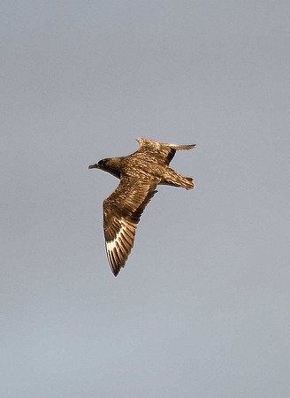 Great Skua