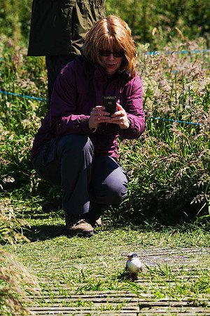 Fledgling Arctic Tern
