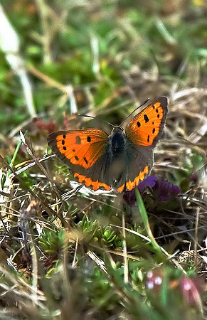 Small Copper