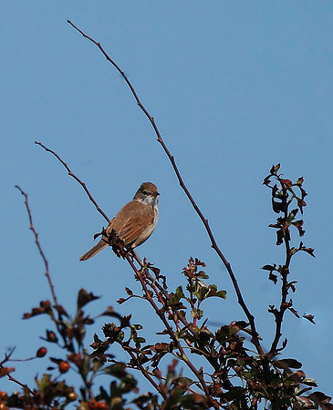 Whitethroat