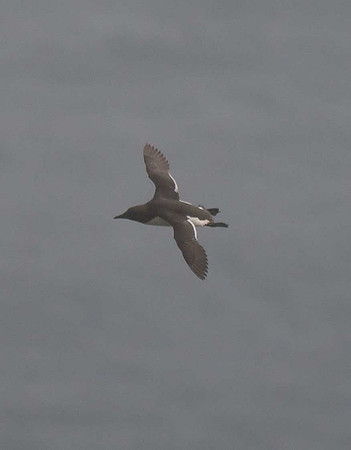 Guillemot