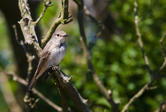Spotted Flycatcher