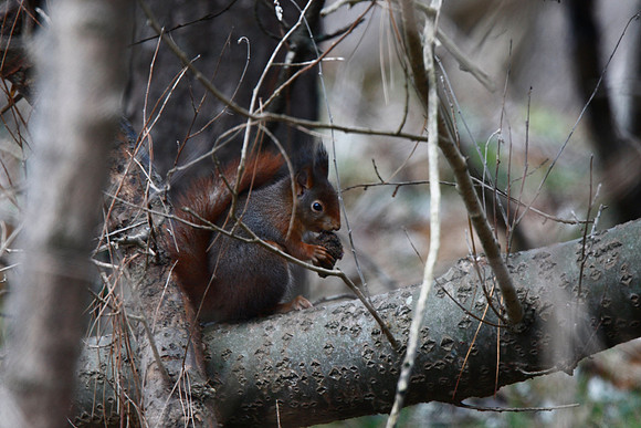Red Squirrel