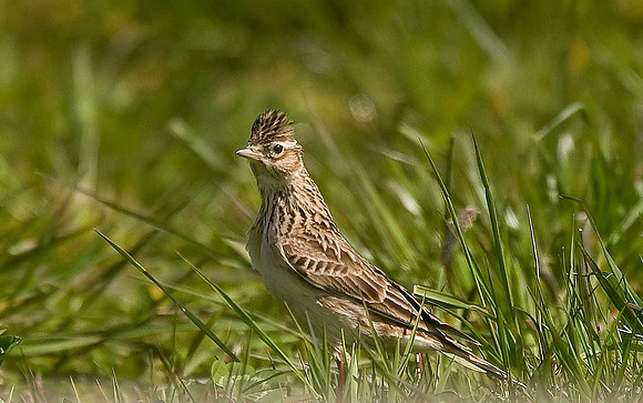 Skylark