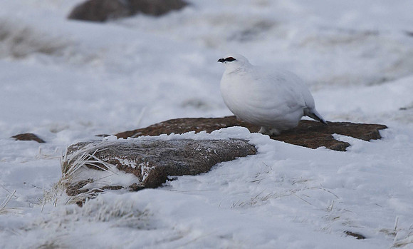 Ptarmigan