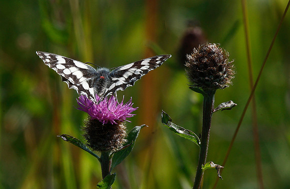 Marbled White