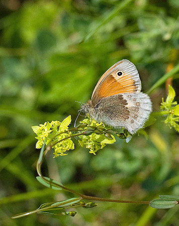 Small Heath
