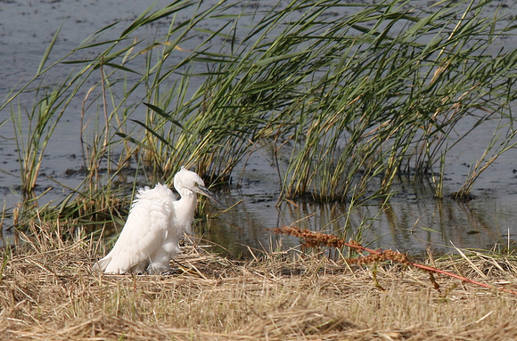 Little Egret