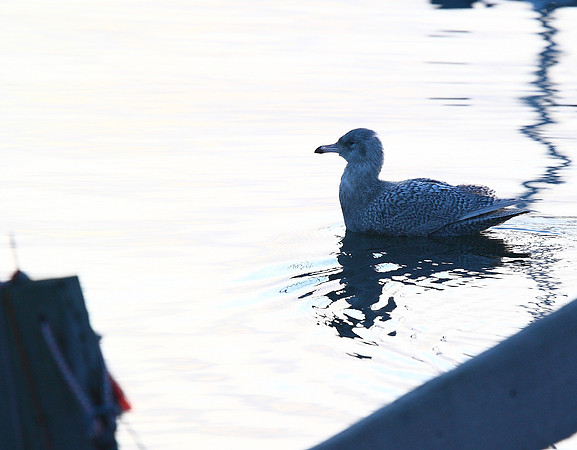 Glaucous Gull