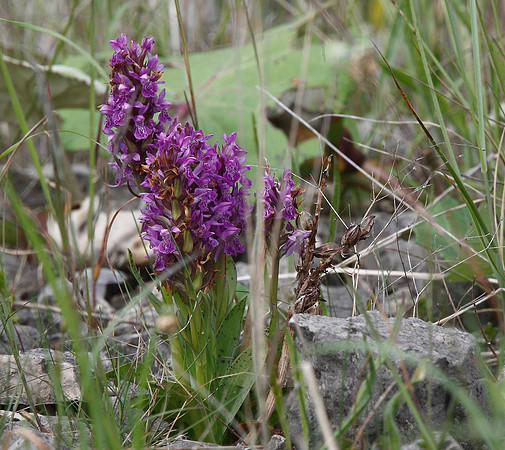 Marsh Orchid
