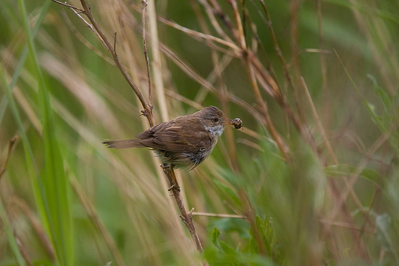 Whitethroat