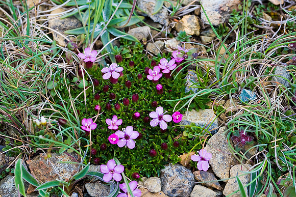 Moss campion [silene acaulis] Unst