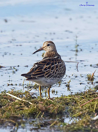 Pectoral Sandpiper