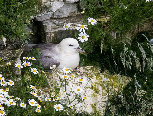Fulmar