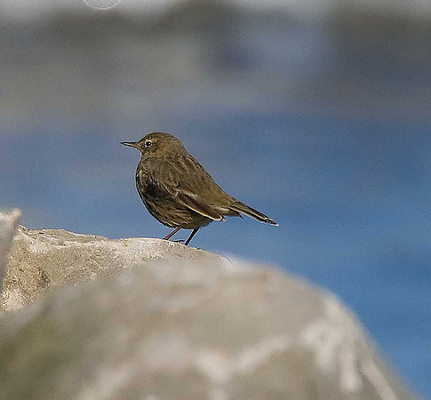 Rock Pipit