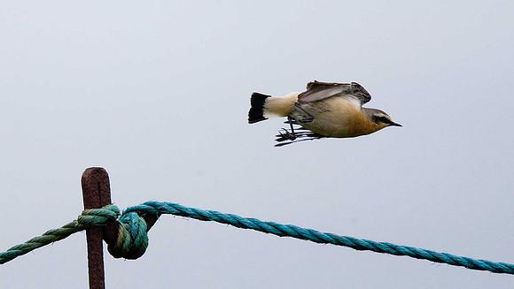 Wheatear