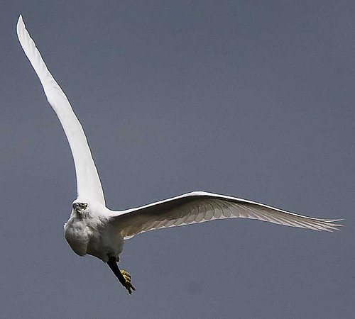 Little Egret