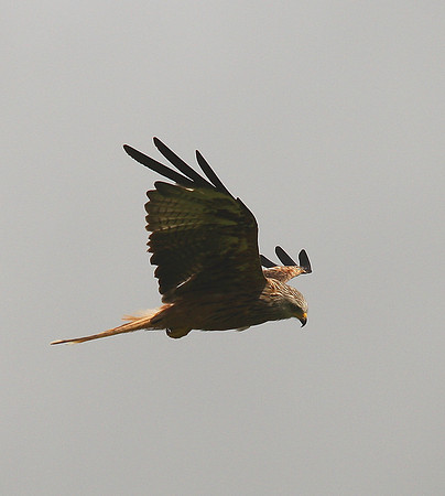 Red Kite