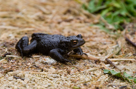 Toad