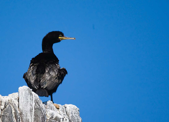 Shag