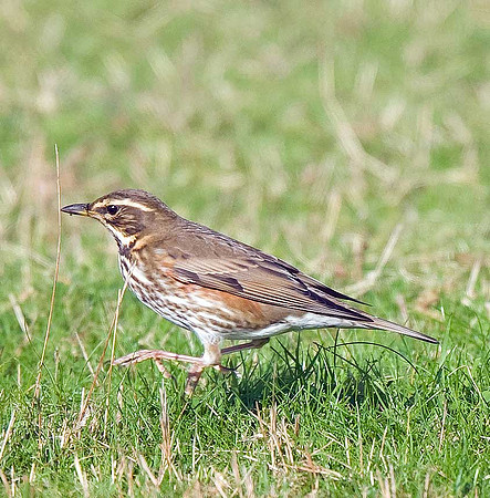 Redwing