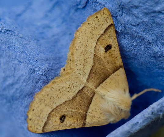 Scalloped oak: crocallis elinguaria