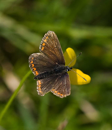 Common Blue