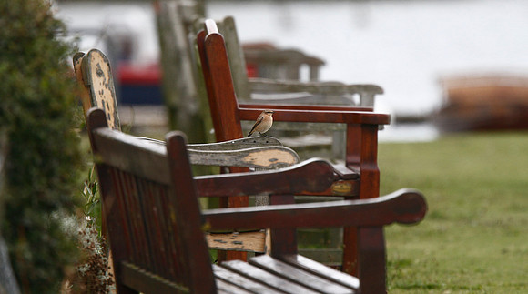 Wheatear