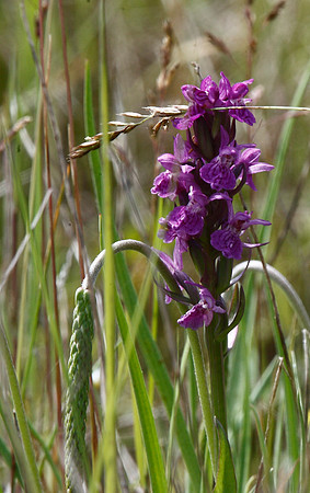 Marsh Orchid