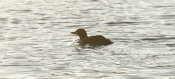 Great Northern Diver