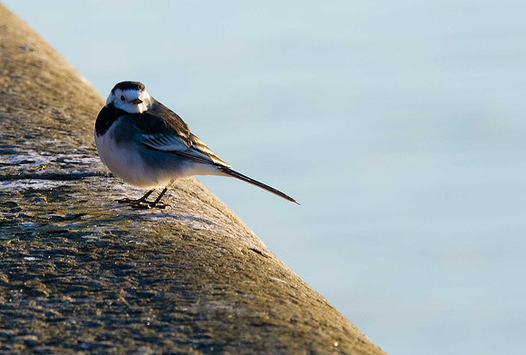 Pied Wagtail