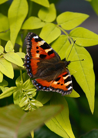 Small Tortoiseshell