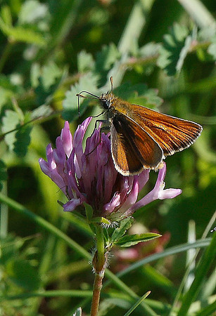 Small Skipper
