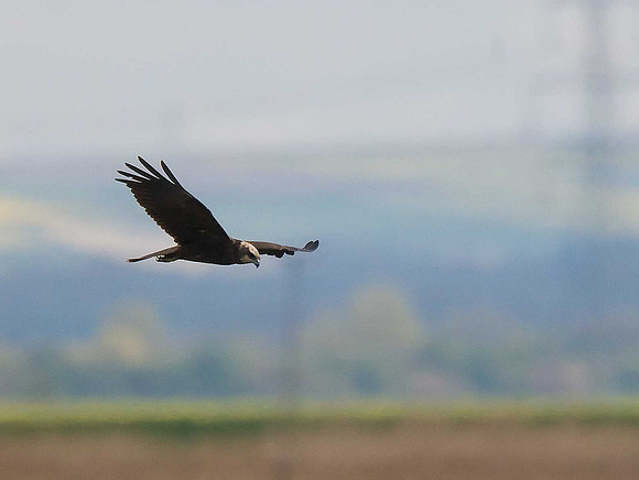 Marsh Harrier