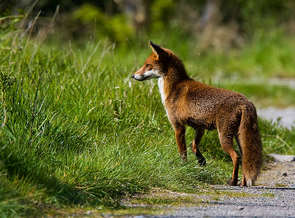 Fox