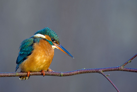 Kingfisher