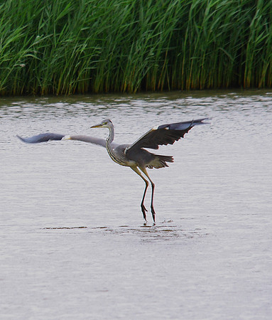 Grey Heron