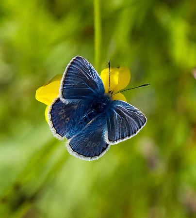 Common Blue