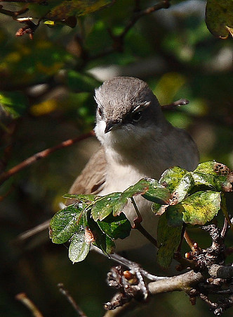 Siberian Lesser Whitethroat