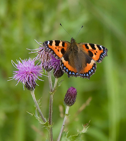Small Tortoiseshell