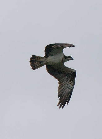 Osprey
