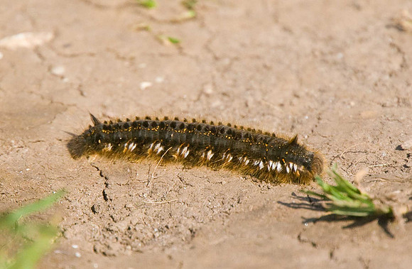 Drinker moth caterpillar