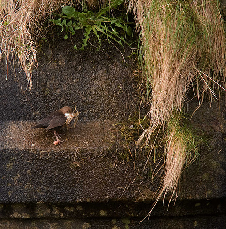 Dipper