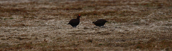 Red Grouse