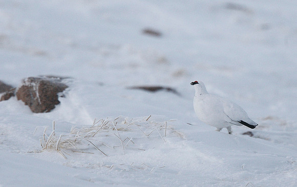 Ptarmigan